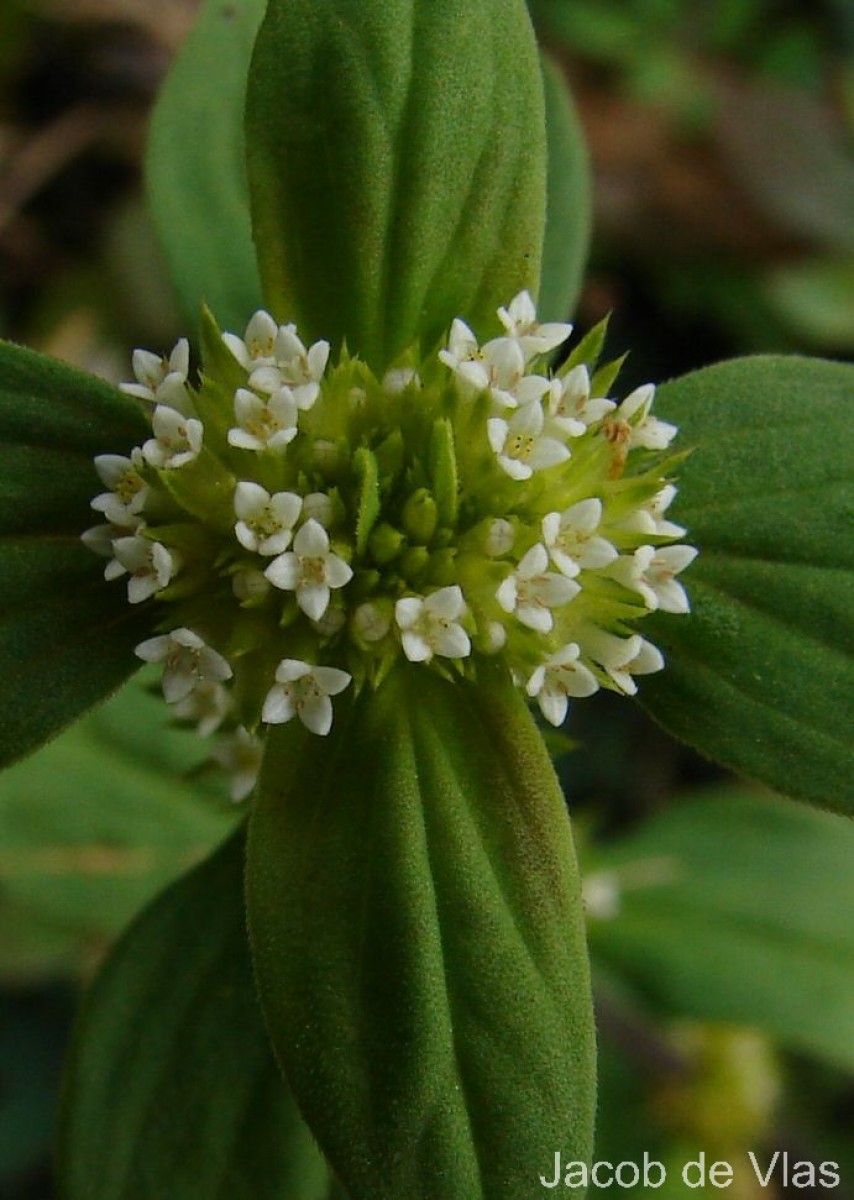 Mitracarpus hirtus (L.) DC.